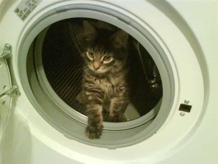 Maine Coon Baily - Baily synes det er rigtig hyggeligt at være inde i vaskemaskinen billede 15