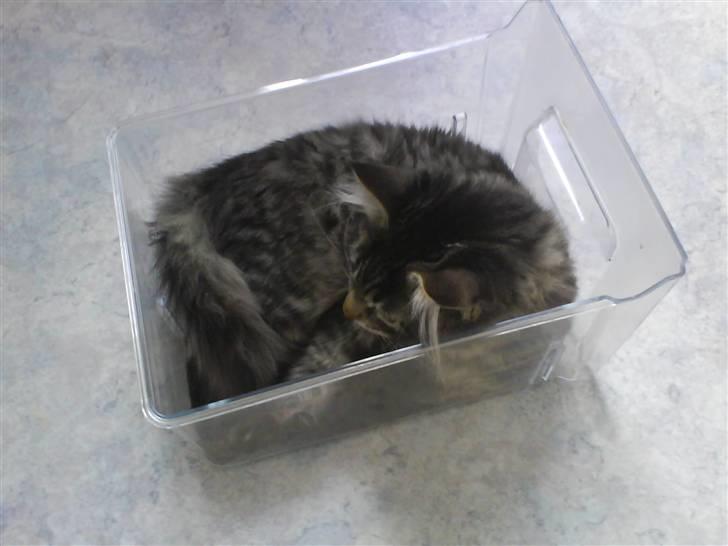 Maine Coon Baily - Baily har faktisk en tendens til at ligge i alt hvad der lige er at komme til. Her er det en skuffe til køleskabet. billede 17