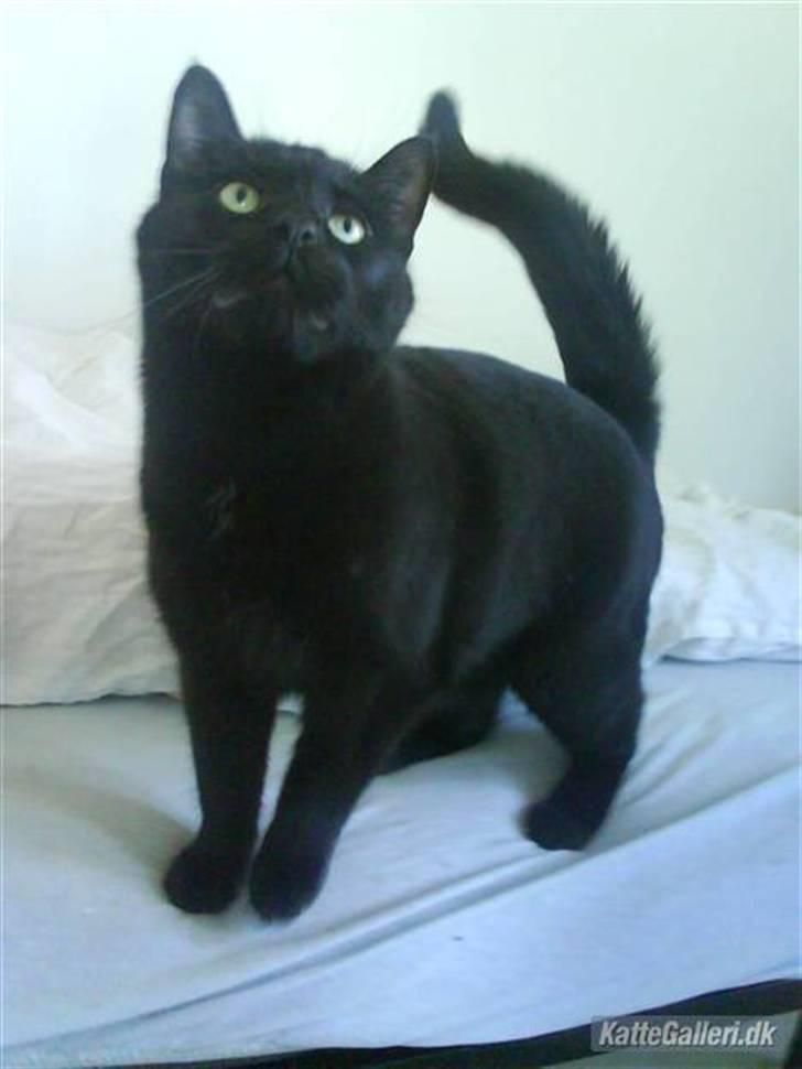 Huskat Albert Lawrence Strutter - Se hvor lækker jeg er  ;) billede 1