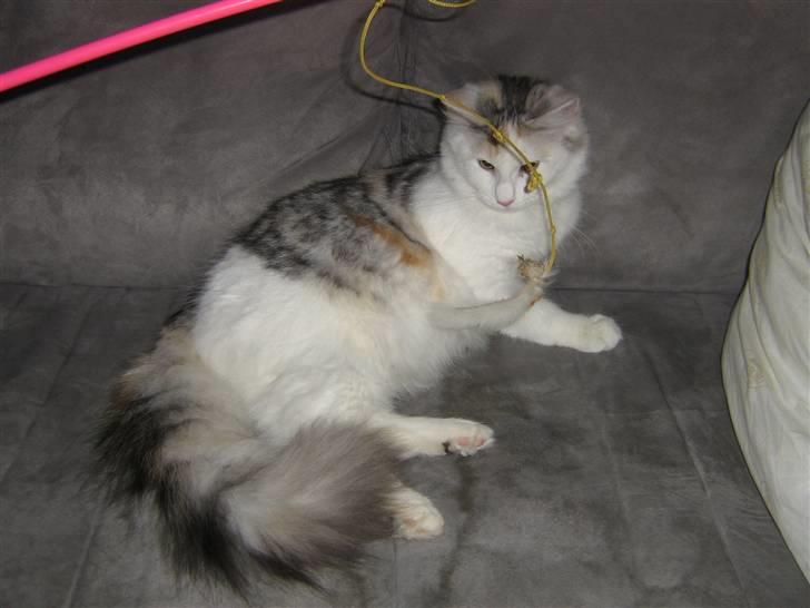 Blanding af racer Alma billede 1