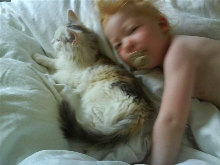 Blanding af racer Alma - Hyggestund i sengen billede 2