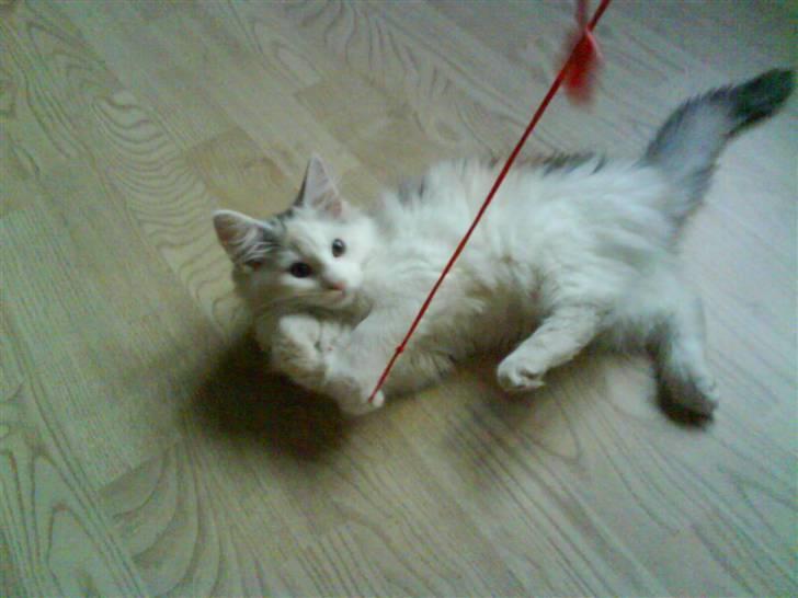 Blanding af racer Alma billede 3