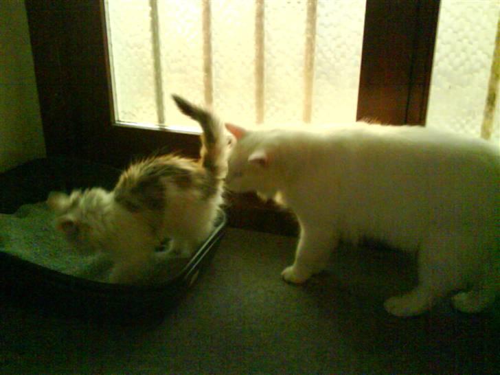 Blanding af racer Alma billede 4