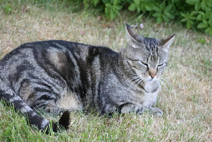 Blanding af racer Tiger / Hunter billede 2