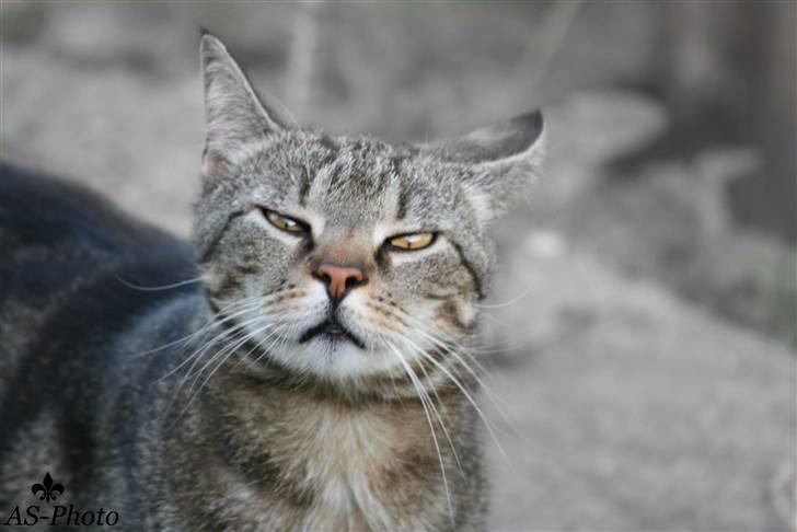 Blanding af racer Tiger / Hunter billede 3