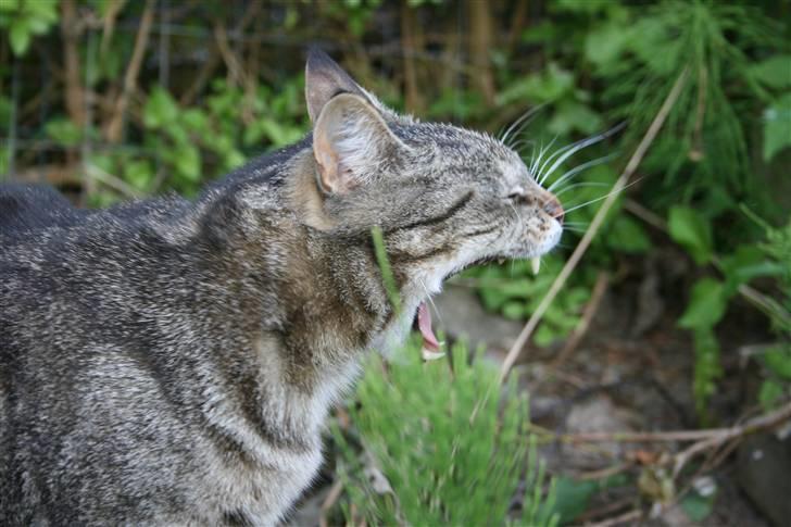 Blanding af racer Tiger / Hunter billede 4