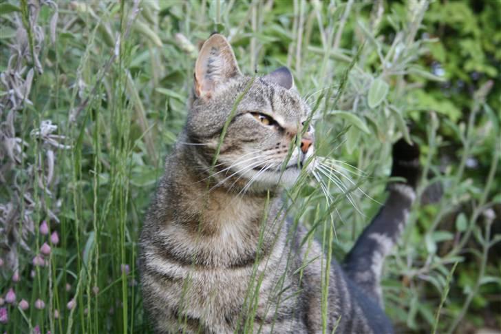 Blanding af racer Tiger / Hunter billede 5