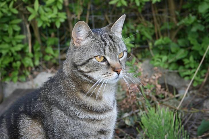 Blanding af racer Tiger / Hunter billede 6