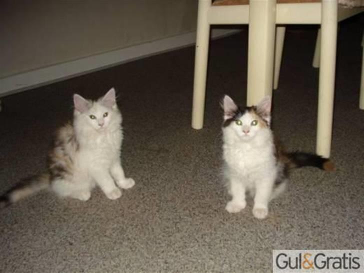 Blanding af racer Alma - Alma til venstre og hendes søster billede 5