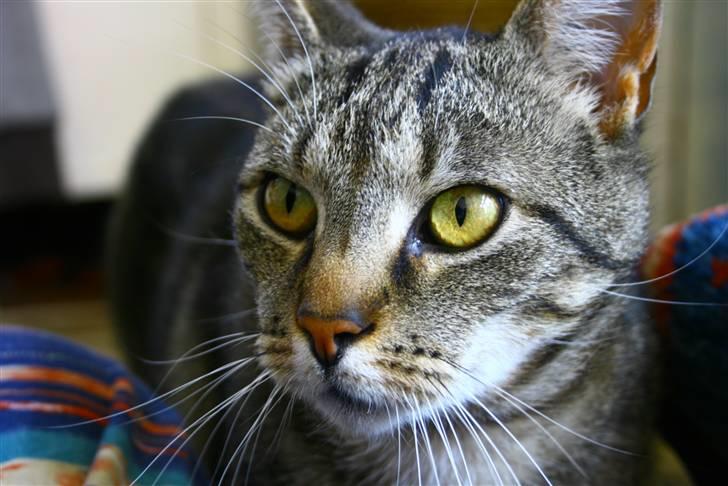 Blanding af racer Tiger / Hunter billede 7