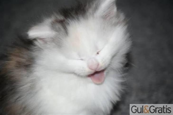 Blanding af racer Alma billede 6