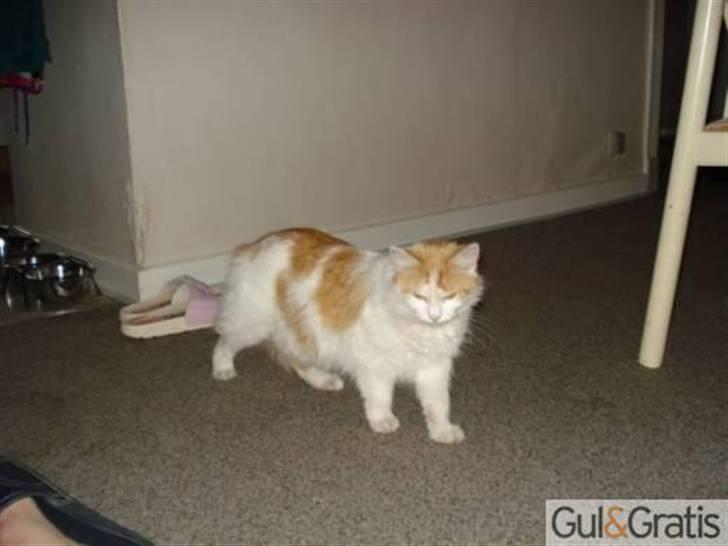 Blanding af racer Alma - Hendes mor billede 7