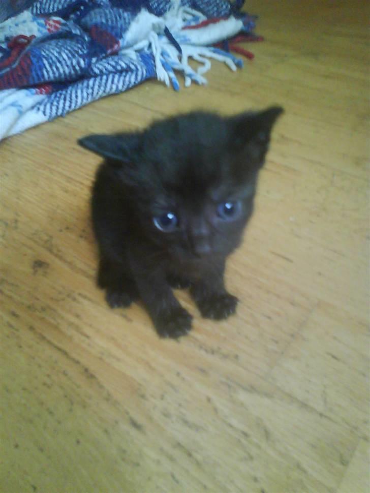 Huskat gemme billede 1