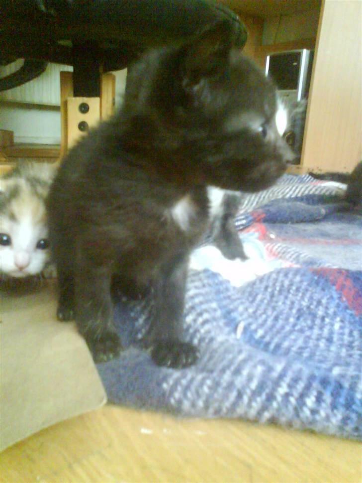 Huskat gemme billede 2