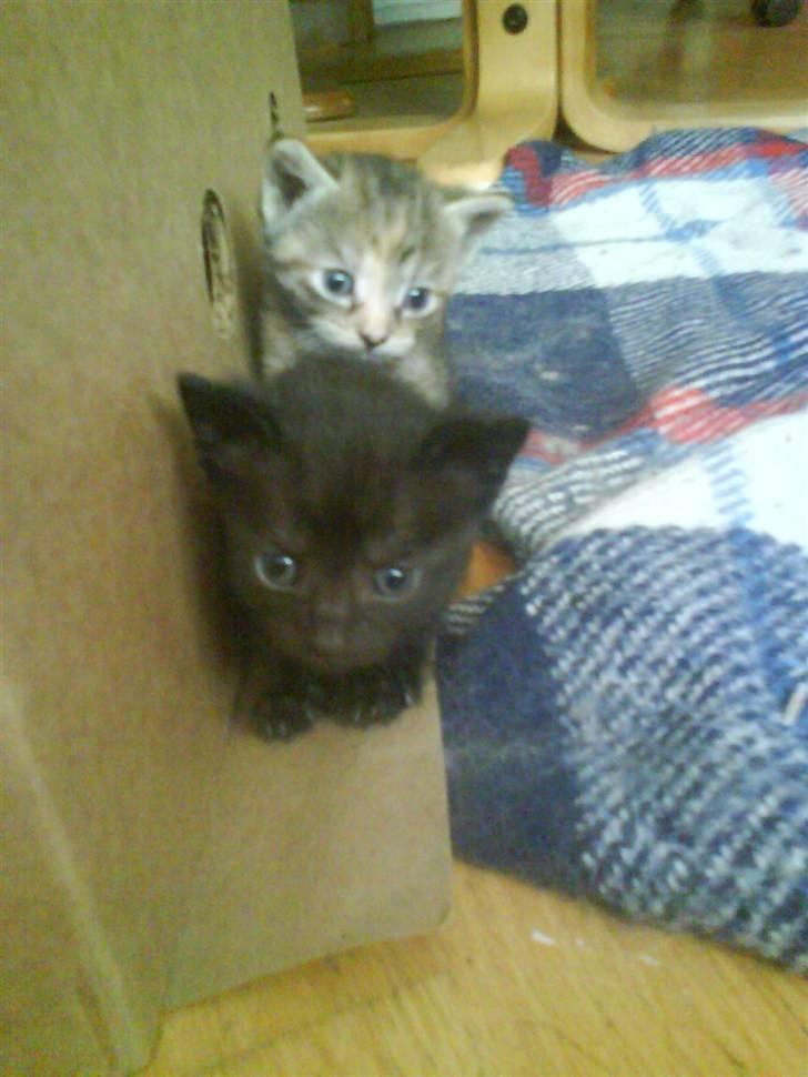 Huskat gemme billede 3