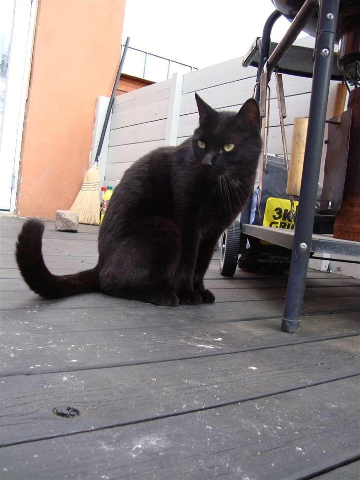 Blanding af racer Lusse Hesteng - Lusse ude ved Grillen... billede 1