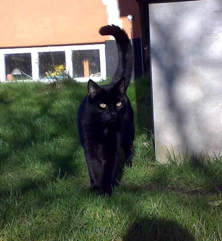 Blanding af racer Lusse Hesteng - Lusse ude i haven.. billede 2