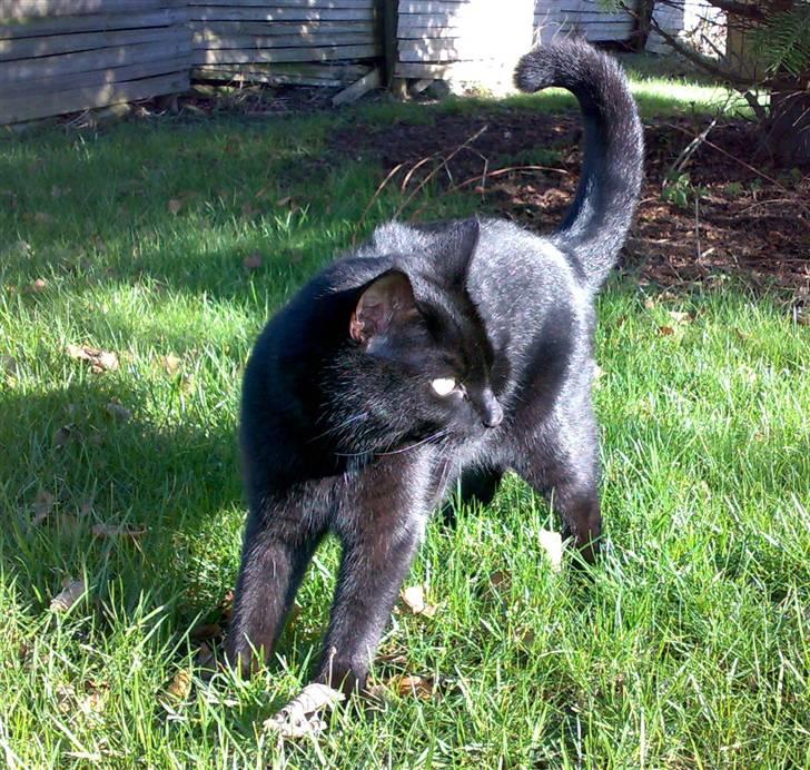 Blanding af racer Lusse Hesteng - Lusse kigger mod solen... billede 3