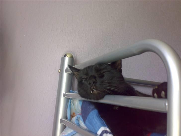 Blanding af racer Lusse Hesteng - Lusse kiggede ud på mig, og faldt i søvn.. billede 4