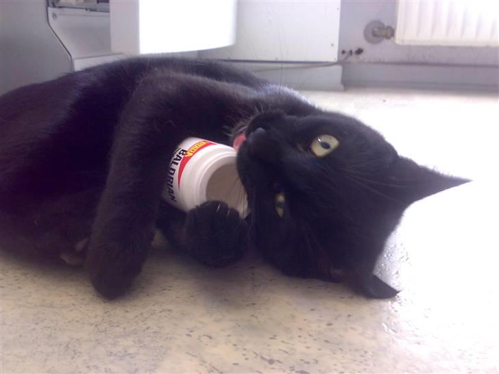 Blanding af racer Lusse Hesteng - Tosse Lusse. han elsker lugten af baldrian billede 5