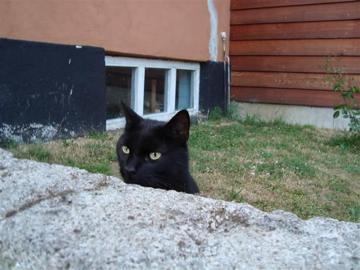 Blanding af racer Lusse Hesteng - Lusse kigger! billede 6