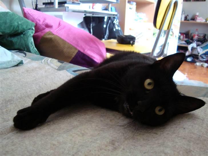 Blanding af racer Lusse Hesteng - Lille Lusse! :D billede 7