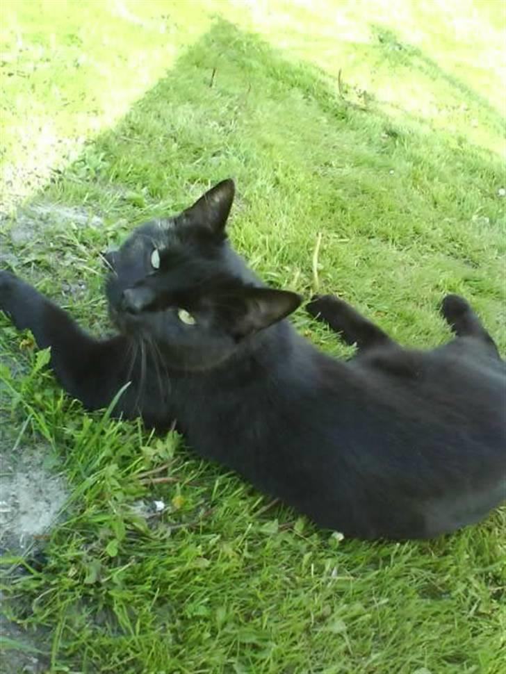 Blanding af racer Lusse Hesteng - Lusse ligger i skyggen... billede 8