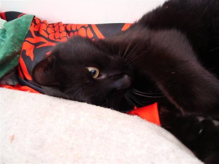 Blanding af racer Lusse Hesteng - Min lille legesyge skat! billede 9