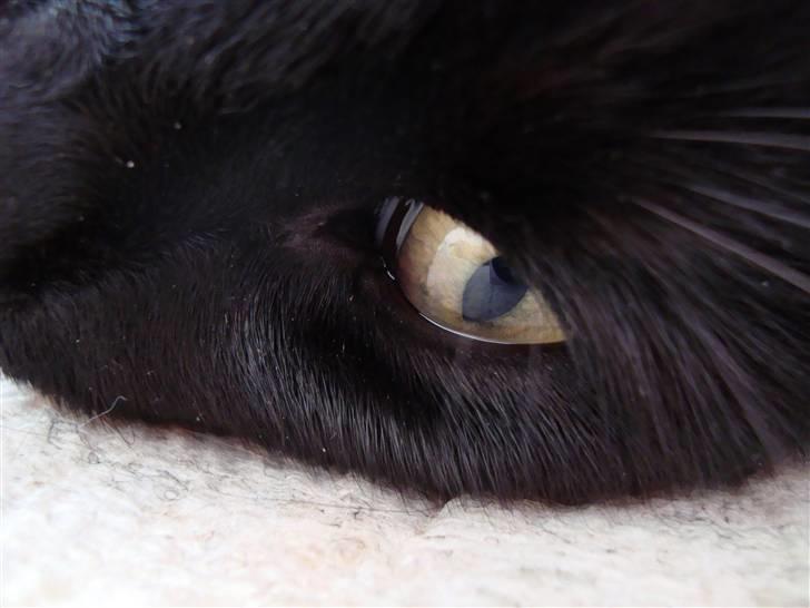 Blanding af racer Lusse Hesteng - Lusse´s smukke Gule øje billede 10