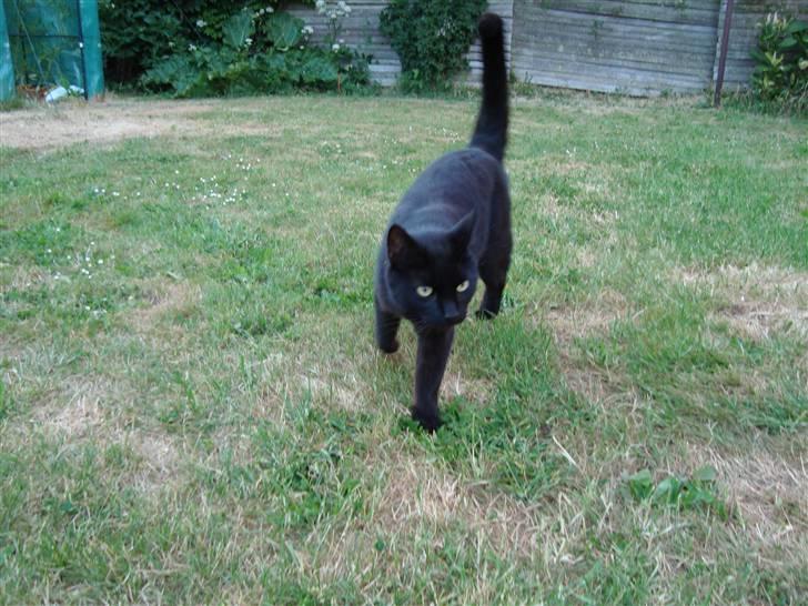 Blanding af racer Lusse Hesteng - Lusse kommer hen til mig... billede 11