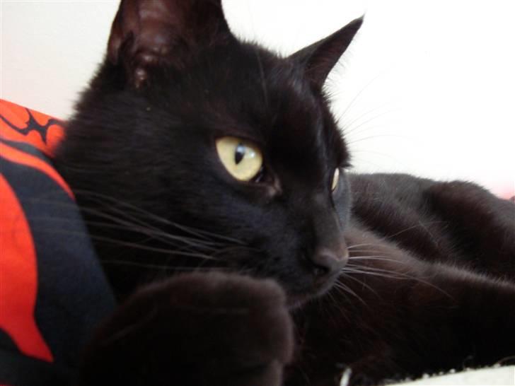 Blanding af racer Lusse Hesteng - Dejlige lille Lusse xD billede 12