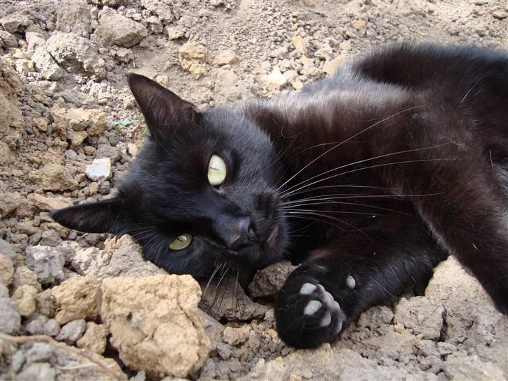 Blanding af racer Lusse Hesteng - Kær kat! billede 13