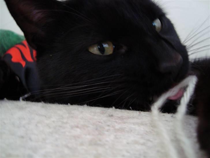 Blanding af racer Lusse Hesteng - Elsker bare lille Lusse! billede 14