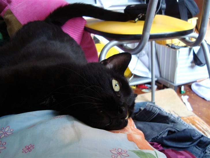 Blanding af racer Lusse Hesteng - hvor er han altså kær.. billede 15