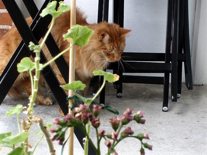Maine Coon | Jaffe billede 19