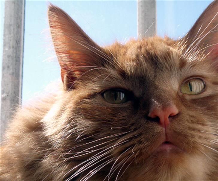 Maine Coon | Jaffe billede 20