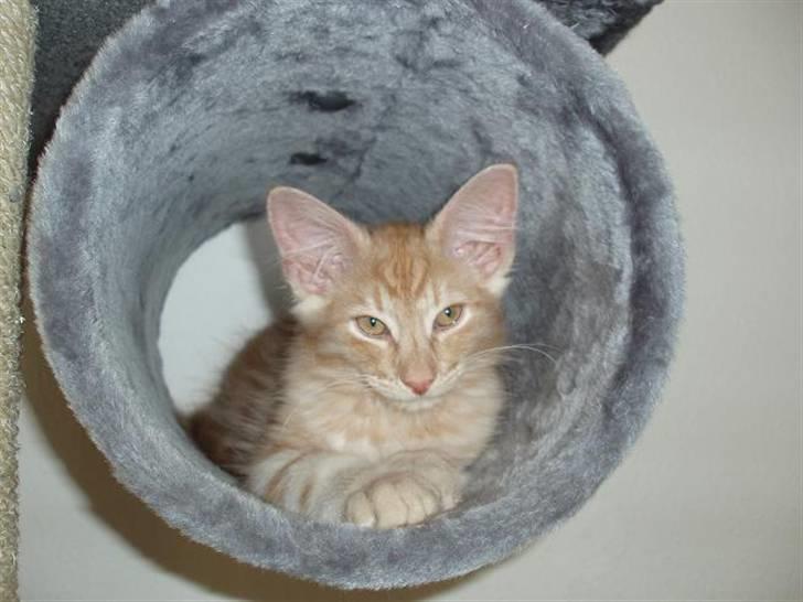 Norsk Skovkat Viktor - 12 uger gammel billede 4