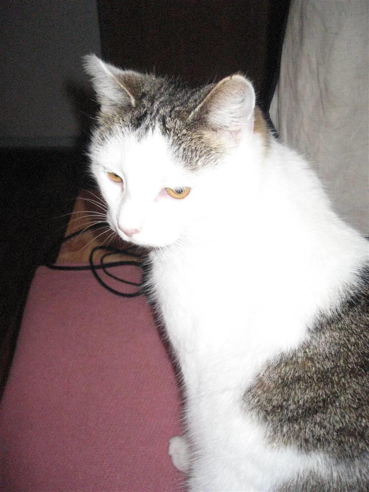 Huskat Mis billede 7