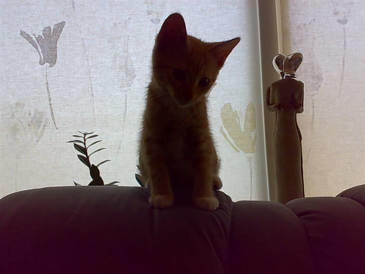 Huskat Tøsen - R.I.P Tøsen 2010 - velkommen til Tøsens profil. i; billede 1