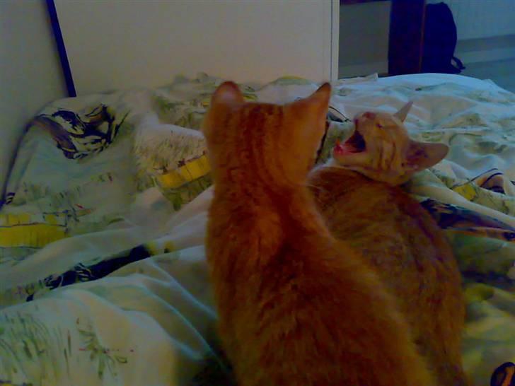 Huskat Tøsen - R.I.P Tøsen 2010 - Gaffe og tøsen..xD billede 2