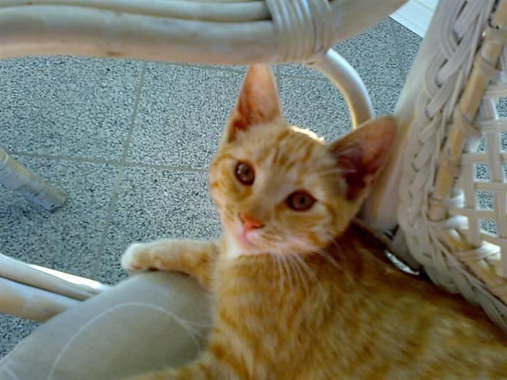 Huskat Tøsen - R.I.P Tøsen 2010 - Smiiiiiiil(L. billede 3