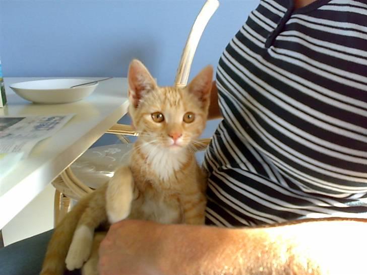 Huskat Tøsen - R.I.P Tøsen 2010 - Fedde røv!<3 billede 4