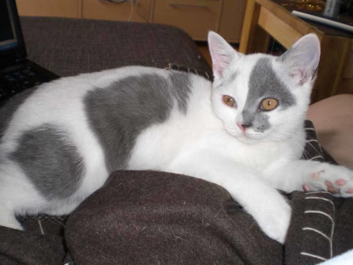 British Shorthair Mushu billede 10