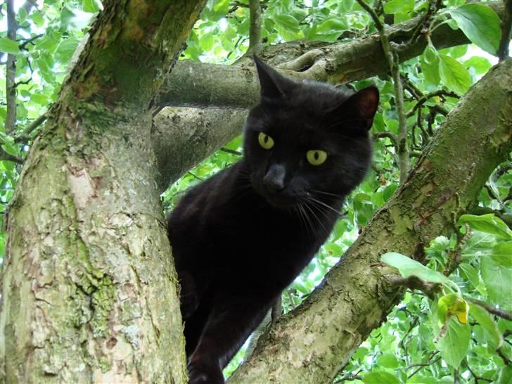 Blanding af racer Lusse Hesteng - Lusse højt til vejrs... billede 16