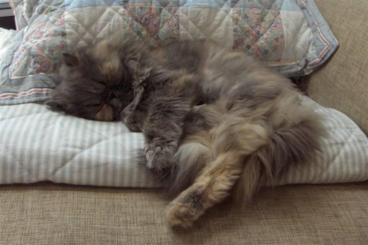 Perser Clara - R.I.P billede 19