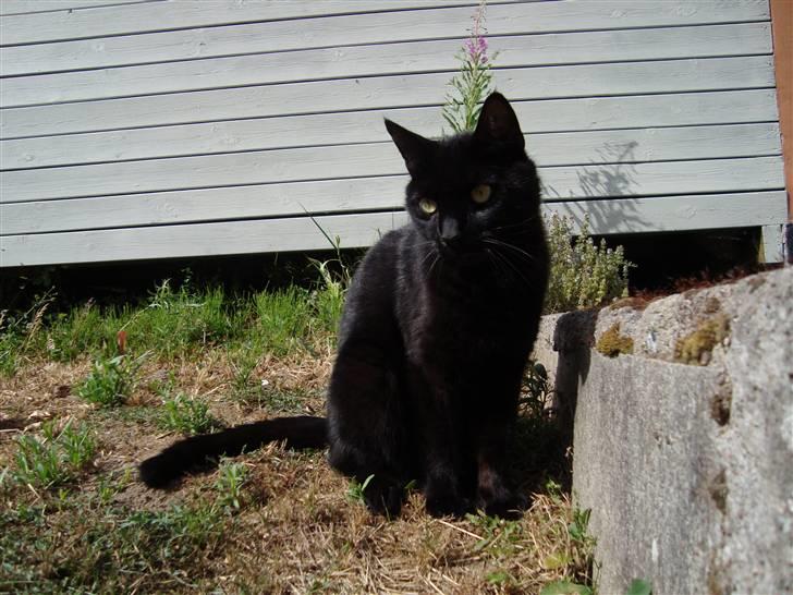 Blanding af racer Lusse Hesteng - Scat kat! tihi... billede 17