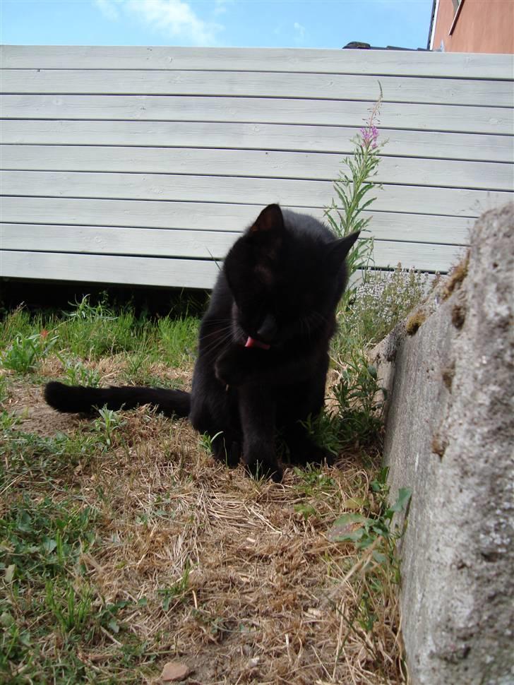 Blanding af racer Lusse Hesteng - Vaske vaske! billede 18