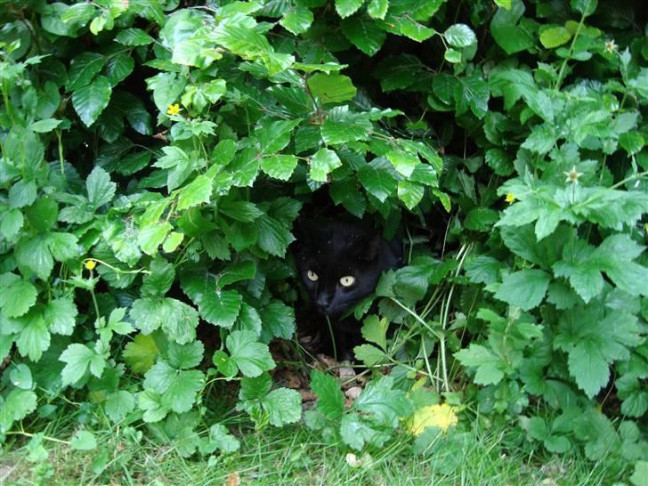 Blanding af racer Lusse Hesteng - Lusse gemt inde i busken... billede 19