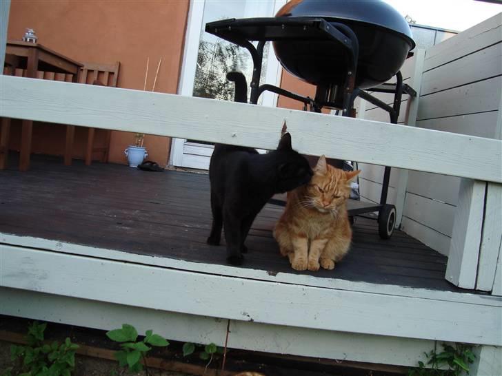 Blanding af racer Lusse Hesteng - "jeg tror det kaldes kærlighed!" billede 20