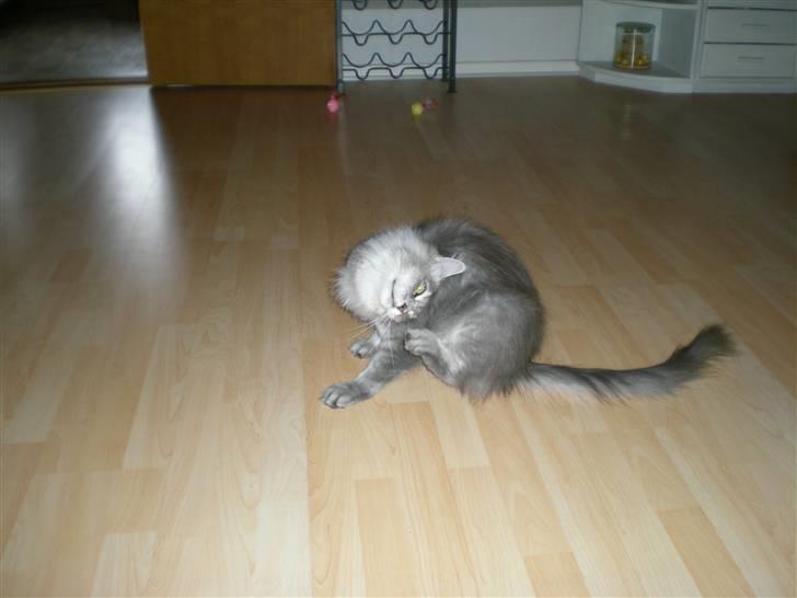 Maine Coon R.I.P. Aja - uuuuuhhhh det gør godt.. billede 6